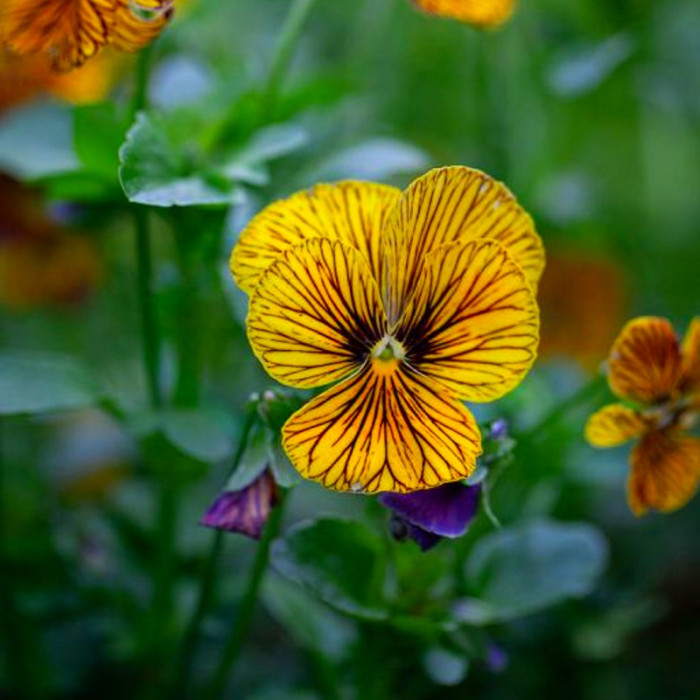 Фото Виола Тайгер Ай F1 Еллоу (Tiger Eye F1 Yellow), №2