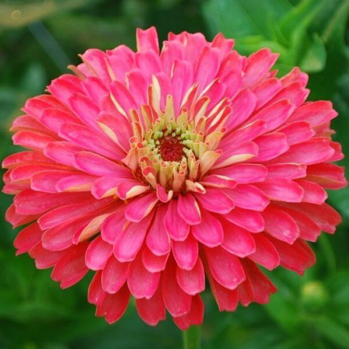 Фото Цинния Гиганты Бенари Кармин