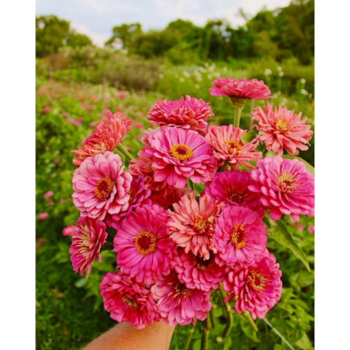 Фото Цинния Гиганты Бенари Кармин, №1