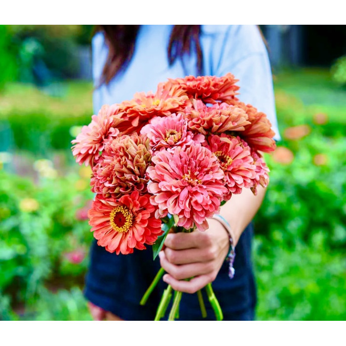 Фото Цинния Гиганты Бенари Корал, №1