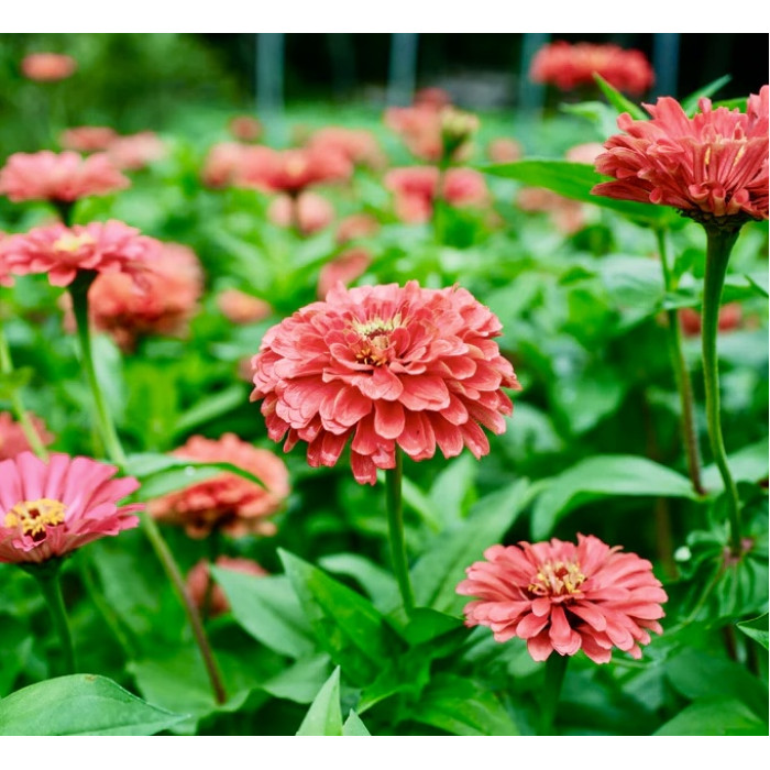 Цинния Гиганты Бенари Корал