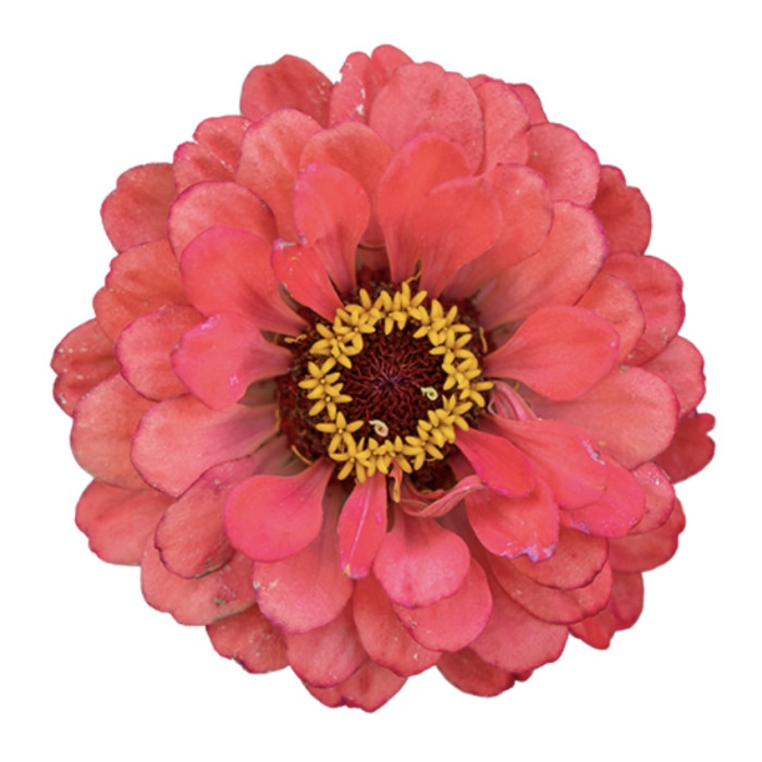 Фото Цинния Гиганты Бенари Корал, №2