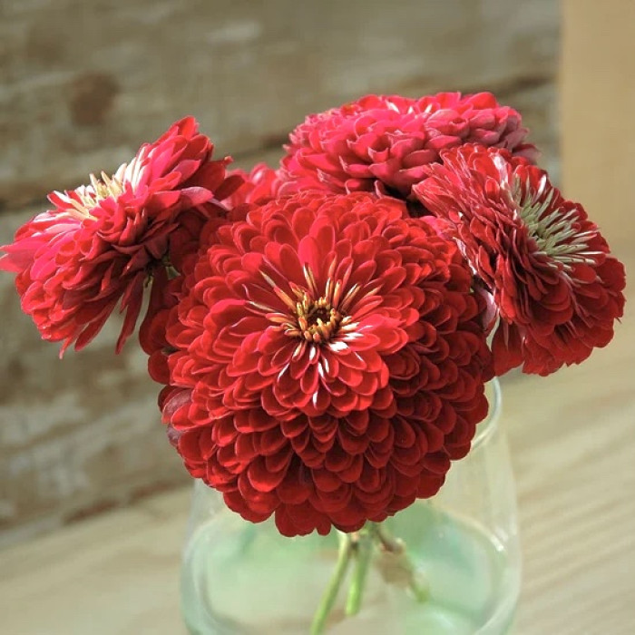 Фото Цинія Гіганти Бенарі Діп Ред (Benary's Giant Deep Red), №2