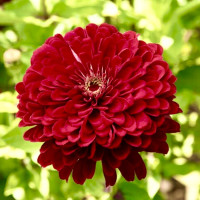 Цинія Гіганти Бенарі Діп Ред (Benary's Giant Deep Red)