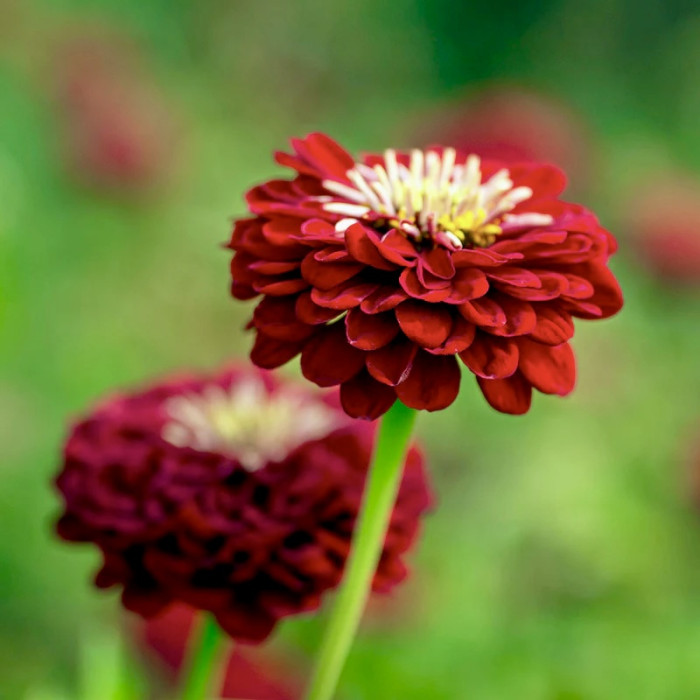 Фото Цинія Гіганти Бенарі Діп Ред (Benary's Giant Deep Red), №1