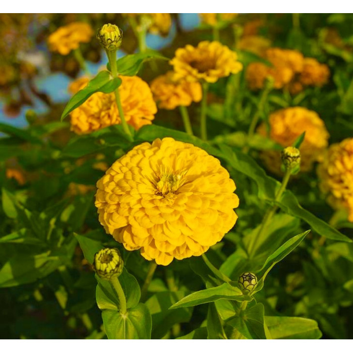Фото Цинія Гіганти Бенарі Голден Єллоу (Benary's Giant Golden Yellow)