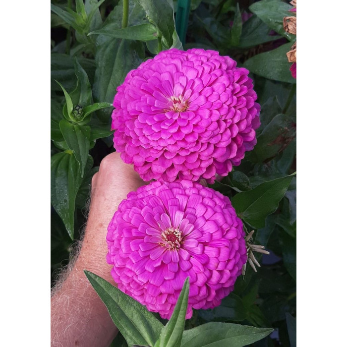 Фото Цинія Гіганти Бенарі Лілак (Benary's Giant Lilac), №2