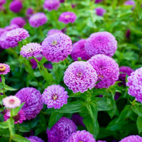 Цинія Гіганти Бенарі Лілак (Benary's Giant Lilac)