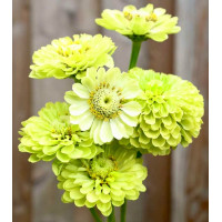 Цинія Гіганти Бенарі Лайм (Benary's Giant Lime)