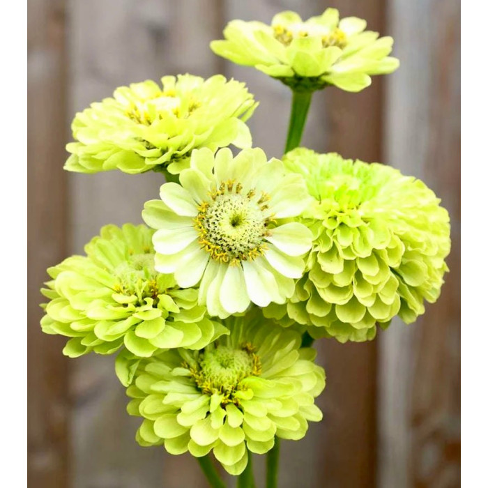 Фото Цинія Гіганти Бенарі Лайм (Benary's Giant Lime)