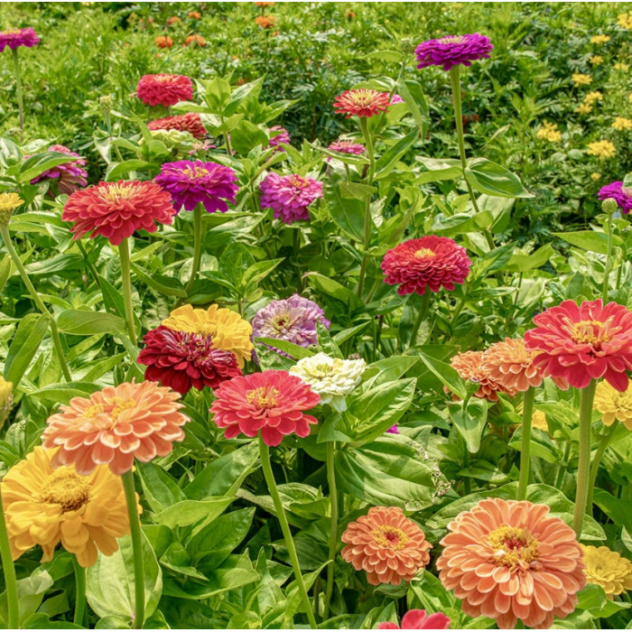 Фото Цинния Гиганты Бенари Микс, №1