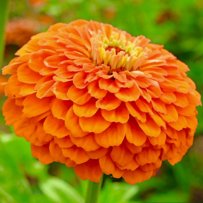 Фото Цинія Гіганти Бенарі Оранж (Benary's Giant Orange)