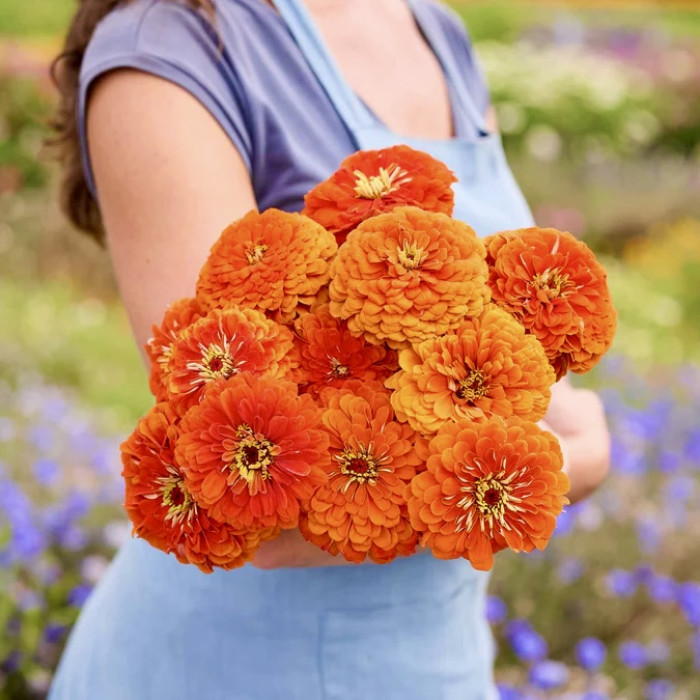 Фото Цинія Гіганти Бенарі Оранж (Benary's Giant Orange), №2