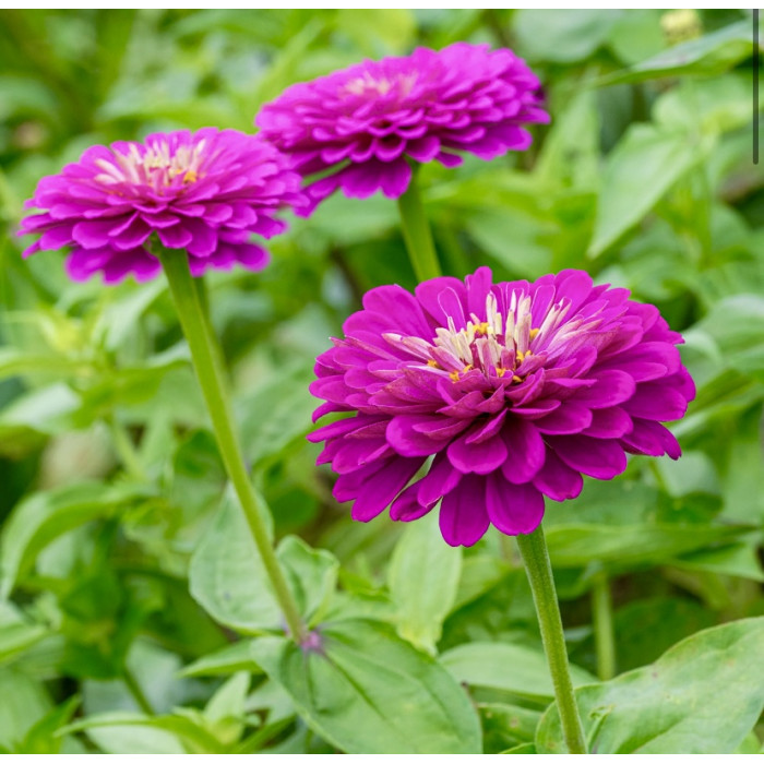 Фото Цинія Гіганти Бенарі Пьорпл (Benary's Giant Purple), №1