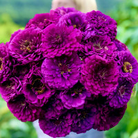 Цинния Гиганты Бенари Перпл