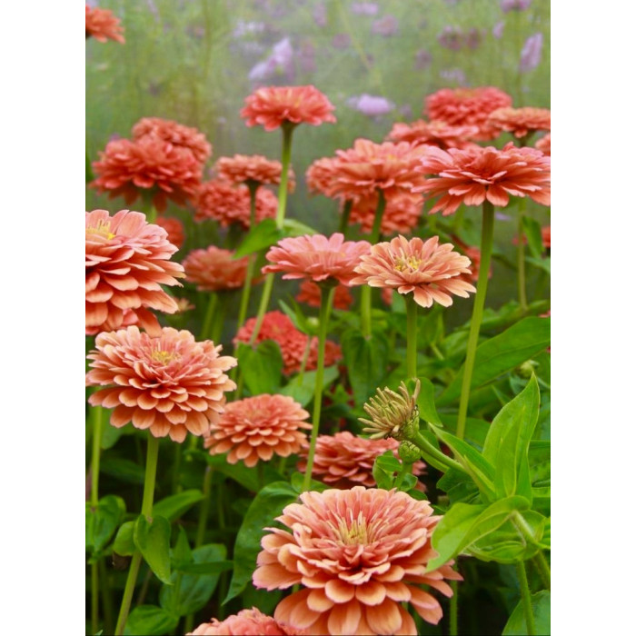 Фото Цинія Гіганти Бенарі Салмон Роуз (Benary's Giant Salmon Rose), №2