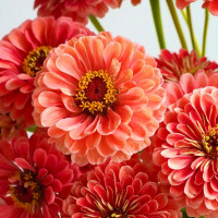 Цинія Гіганти Бенарі Салмон Роуз (Benary's Giant Salmon Rose)