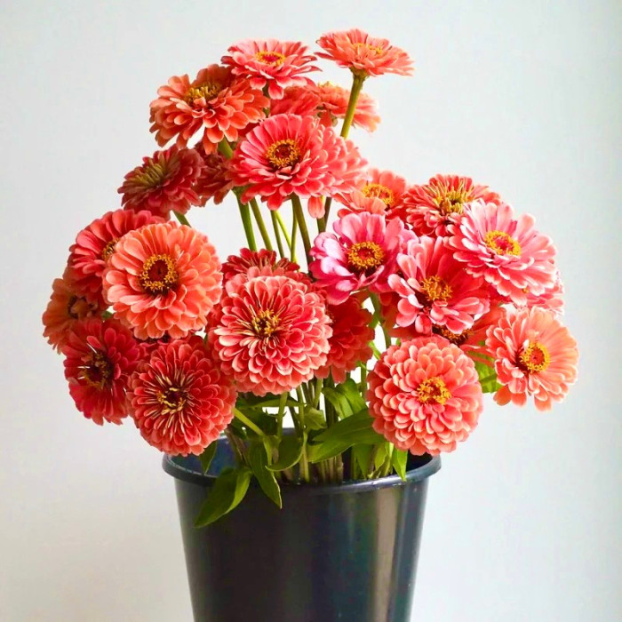 Фото Цинія Гіганти Бенарі Салмон Роуз (Benary's Giant Salmon Rose), №1