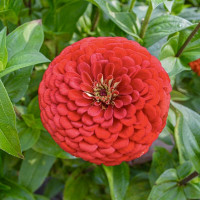 Цинния Гиганты Бенари Скарлет