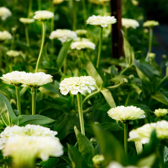 Фото Цинія Гіганти Бенарі Вайт (Benary's Giant White), №1