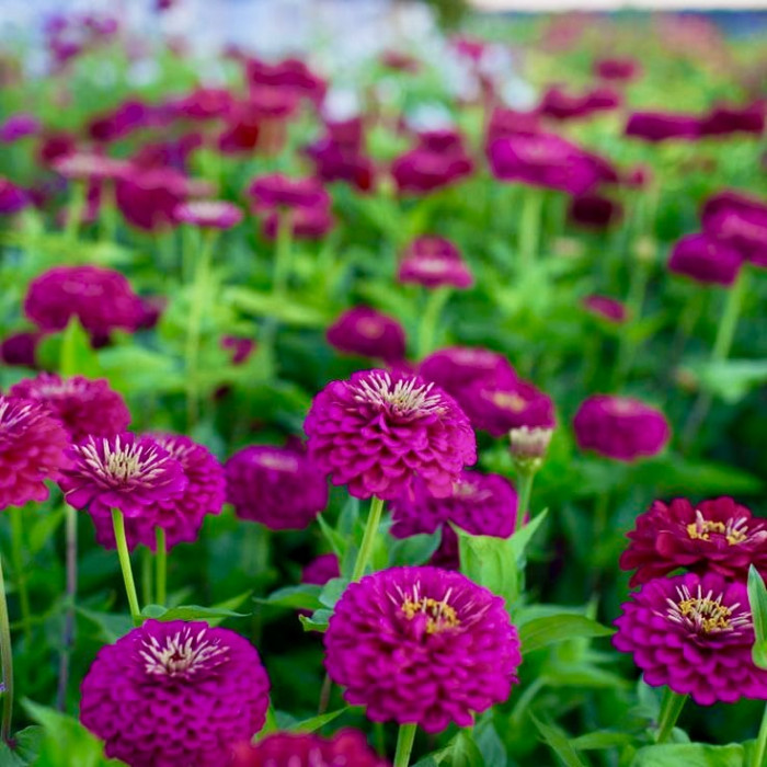 Фото Цинния Гиганты Бенари Вайн, №2