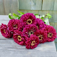 Цинія Гіганти Бенарі Вайн (Benary's Giant Wine)