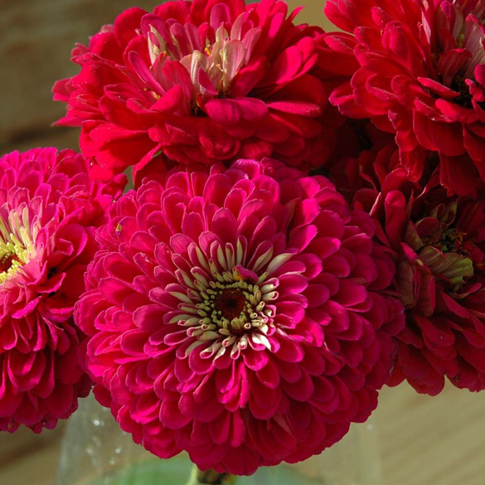 Фото Цинния Гиганты Бенари Вайн, №1