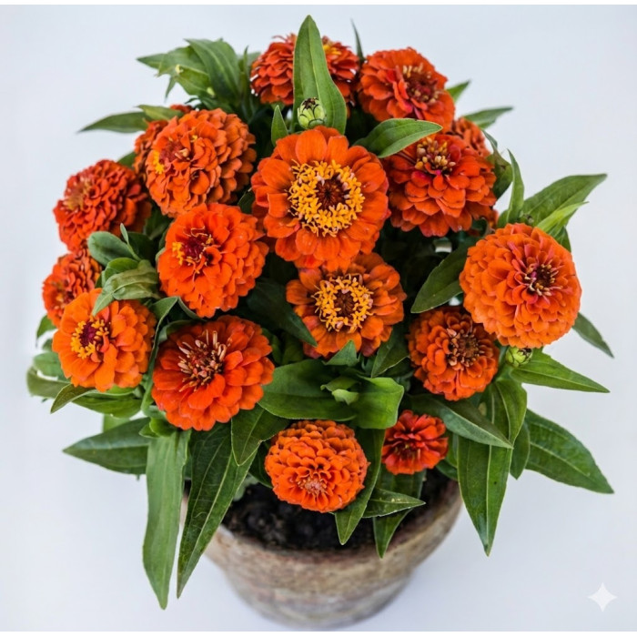 Фото Цинія Цинніта Оранж (Zinnita Orange)