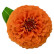Цинія Цинніта Оранж (Zinnita Orange)