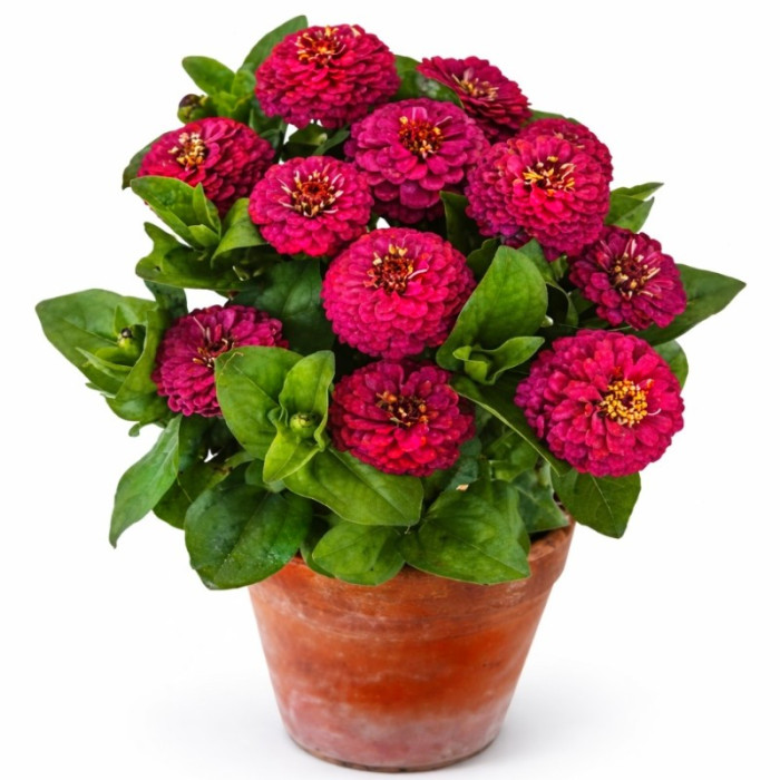 Фото Цинія Цинніта Роуз (Zinnita Rose), №1