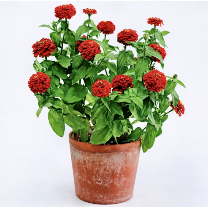 Фото Цинія Цинніта Скарлет (Zinnita Scarlet), №2