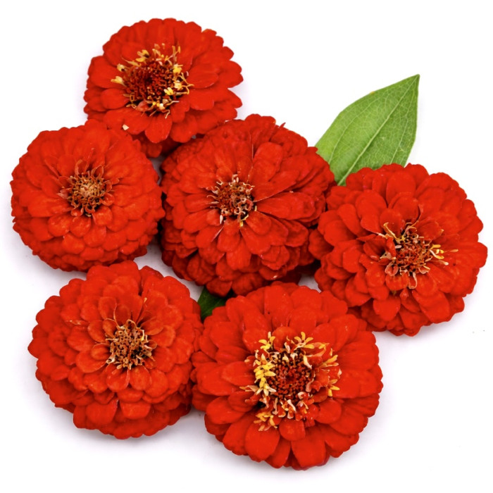Фото Цинія Цинніта Скарлет (Zinnita Scarlet), №1