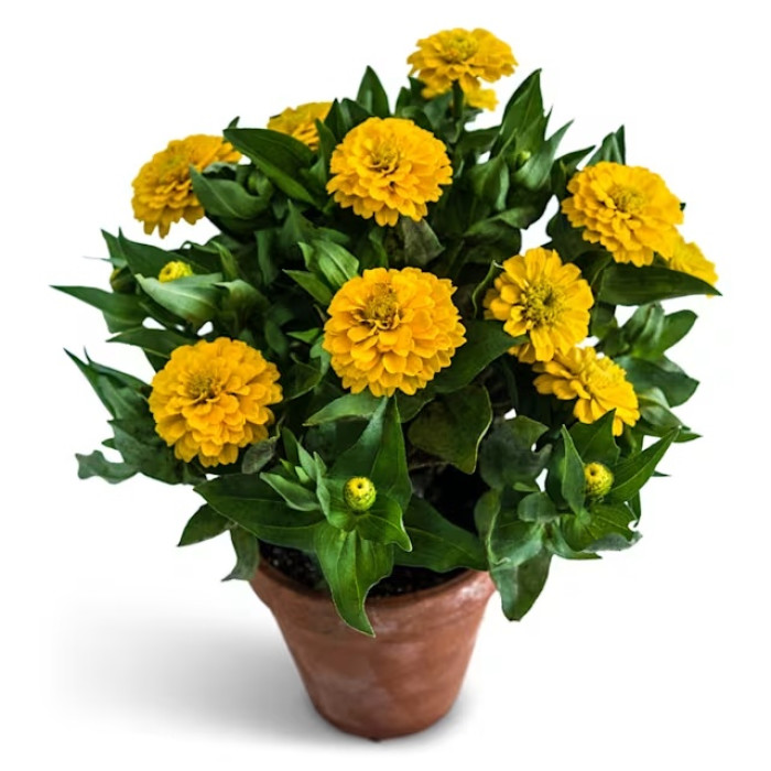 Фото Цинія Цинніта Єллоу (Zinnita Yellow), №2