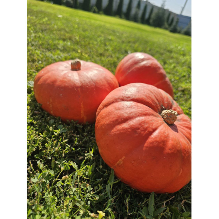 Фото Семена тыквы Брайт Саммер F1/Bright Summer F1, №1