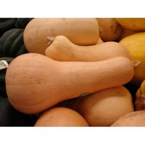 Семена тыквы Лизард F1 (Lizzard F1 ) купить в Украине | Веснодар