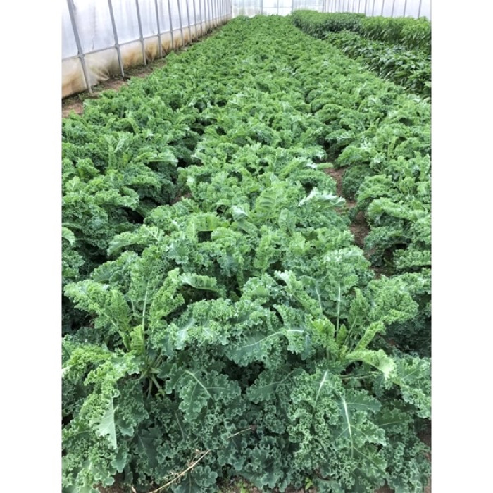 Фото Семена листовой капусты Кале Карилло F1/Karillo F1, №1
