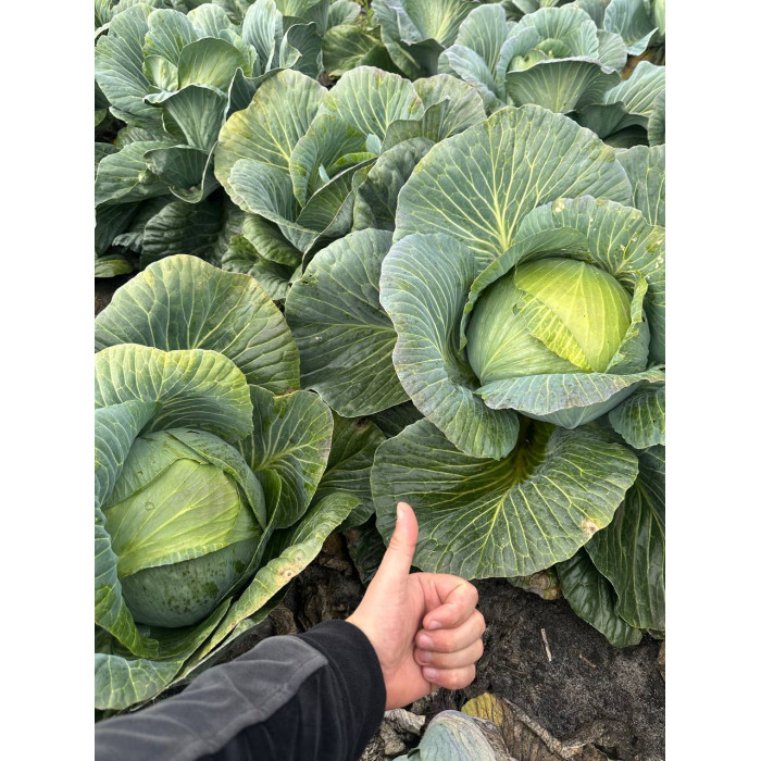 Фото Семена капусты белокочанной Профессор F1/Professor F1, №1