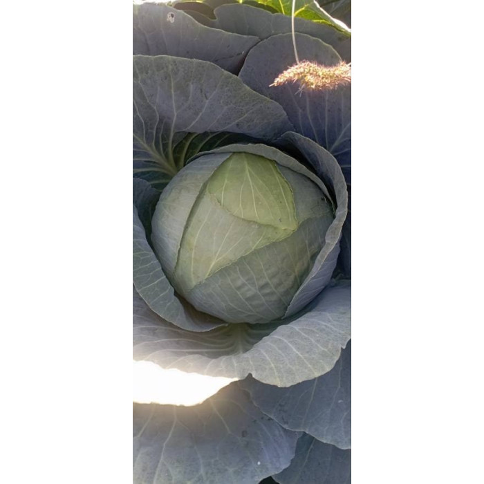 Фото Семена капусты белокочанной Центурион F1/Centurion F1, №1
