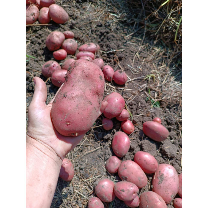 Фото Семенной картофель Коразон (1 репродукция), №3