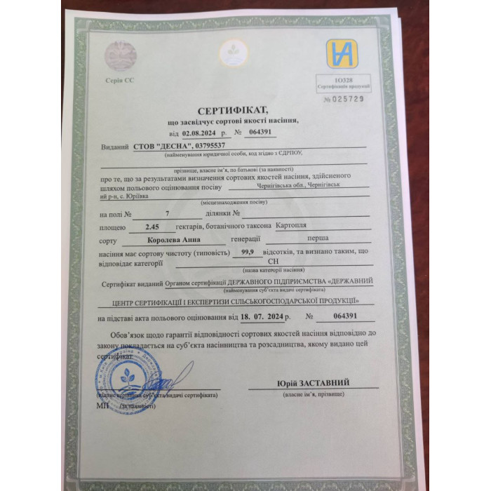 Фото Семенной картофель Королева Анна (1 репродукция), №7