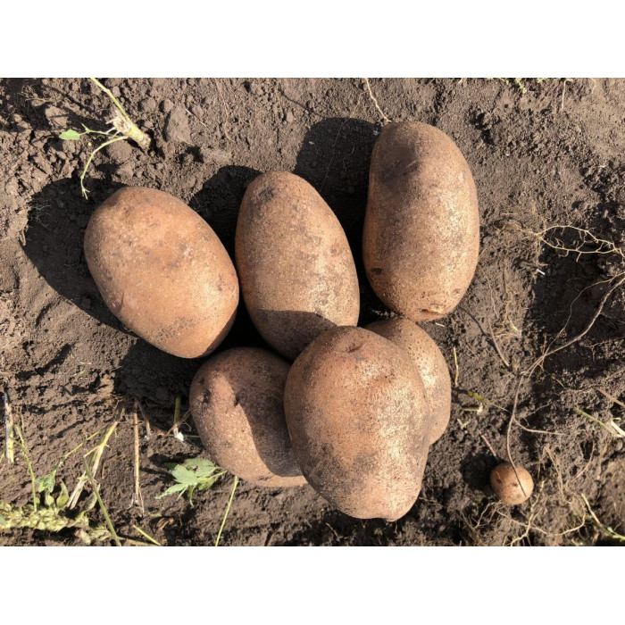 Случ (Еліта)