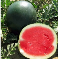 Стайл F1