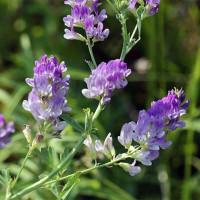 Люцерна (Сидерат)