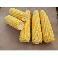 3517 F1