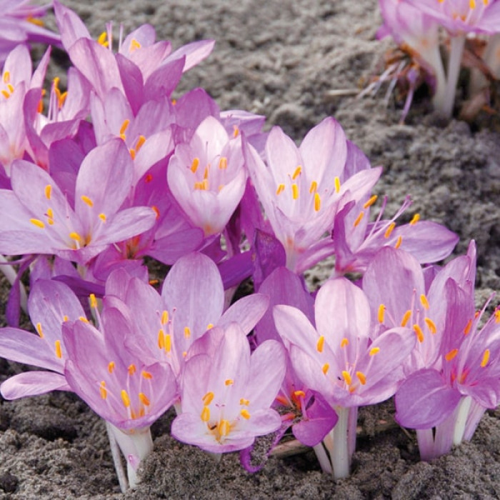 Фото Колхікум (Пізньоцвіт) Cilicicum purpureum (Кілікікум Пурпурний)