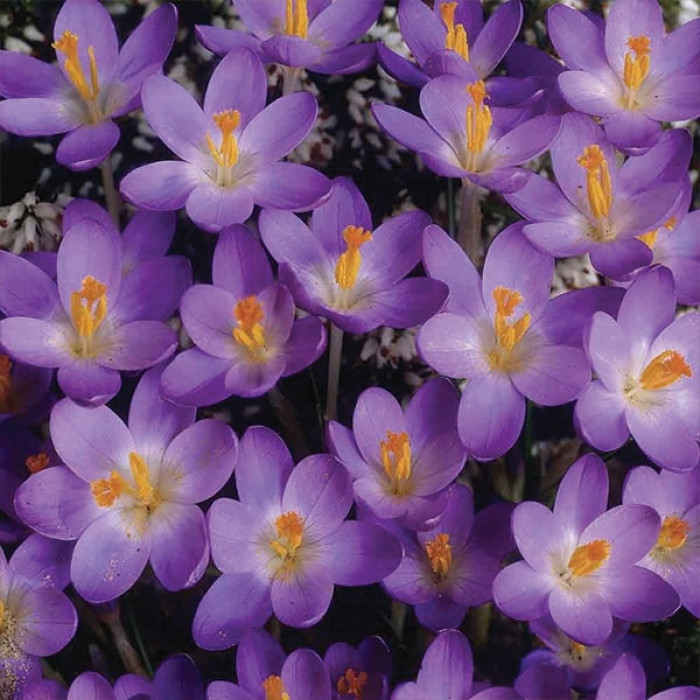 Фото Крокус ботанический Barrs Purple (Баррс Перпл), №1