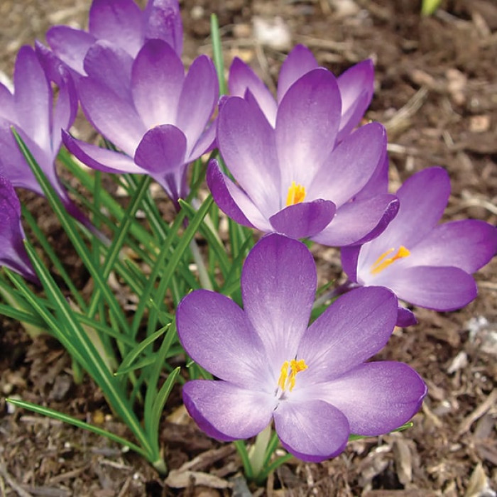Фото Крокус ботанический Barrs Purple (Баррс Перпл), №3