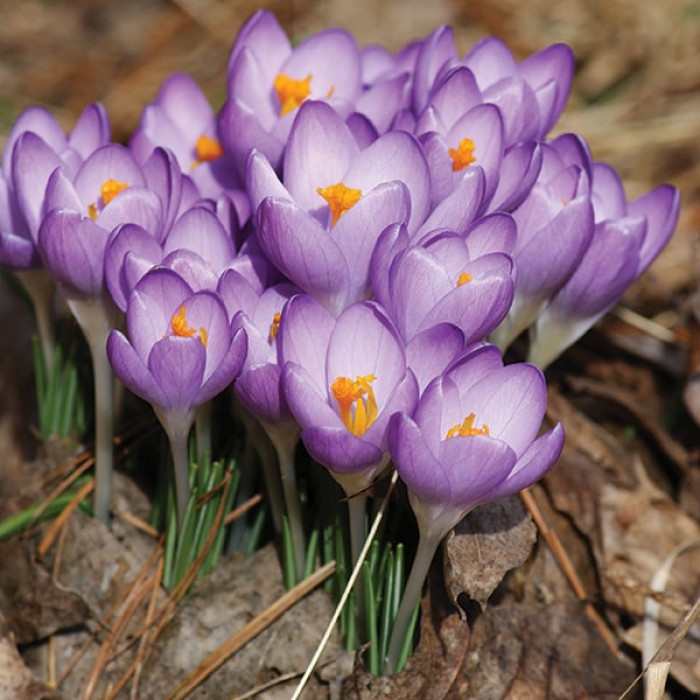 Фото Крокус ботанический Barrs Purple (Баррс Перпл)