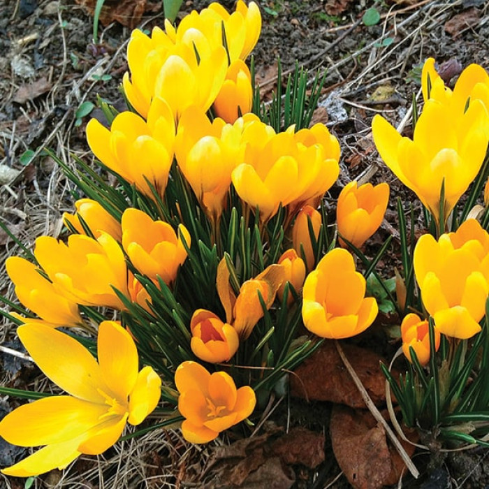 Фото Крокус крупноцветковый Yellow (Еллов), №2