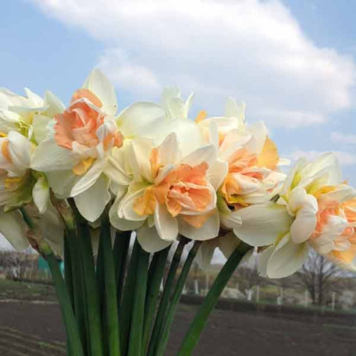Луковицы нарциссов Рози Клауд (Rosy Cloud) купить в Украине | Веснодар